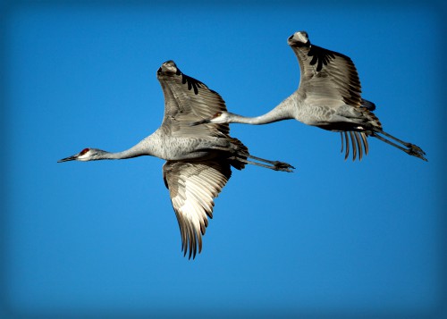 Grus Ccanadensis-Bosque. Image: Manjith Kainickara; Wikimedia.